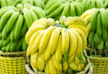 wellhealthorganic.com:raw-banana-flour-benefits-and-uses