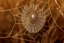 Clipart:3y41ykagago= Spider Webs