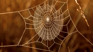 Clipart:3y41ykagago= Spider Webs