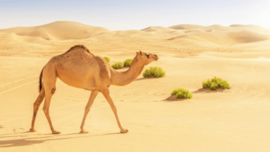 Clipart:3ct_M5lnwrw= Camel