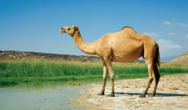 Clipart:3ct_M5lnwrw= Camel