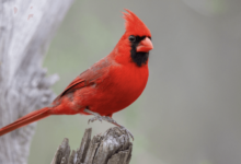 Clipart:71hkbkdob44= Cardinal