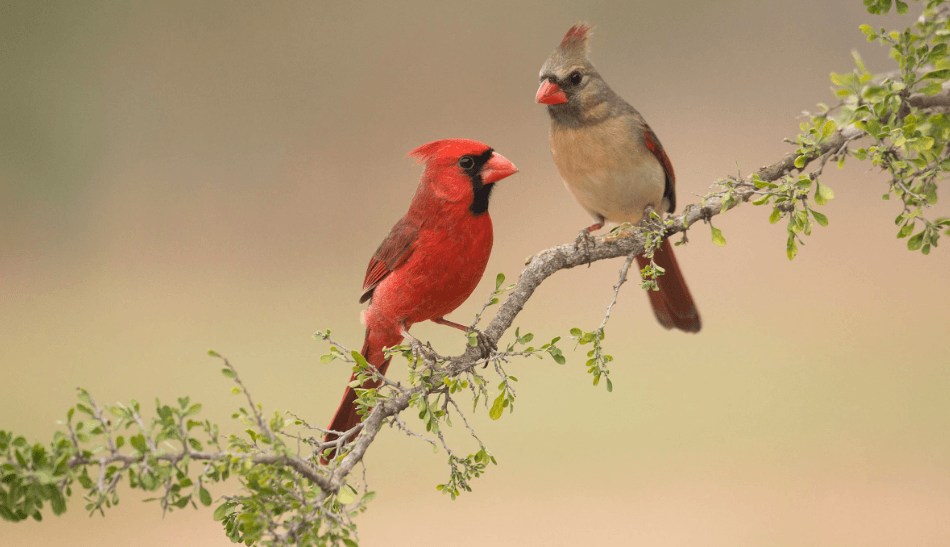 Clipart:71hkbkdob44= Cardinal