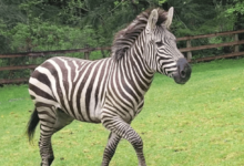 Clipart:9w68fqkepwo= Zebra