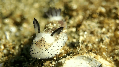 Cute:6jwwx8mbgl0= Sea Bunny