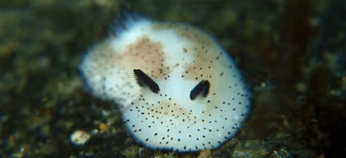 Cute:6jwwx8mbgl0= Sea Bunny