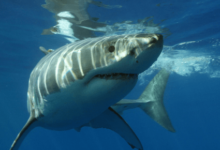 Cute:5uy7zv7omws= Great White Shark