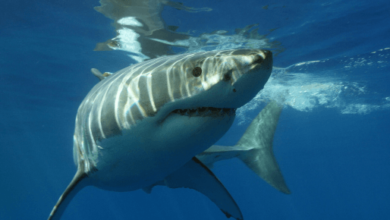 Cute:5uy7zv7omws= Great White Shark