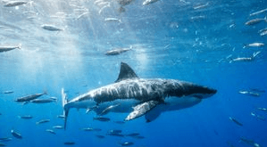 Cute:5uy7zv7omws= Great White Shark