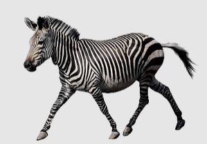 Transparent:49rcwtds2pg= Zebra