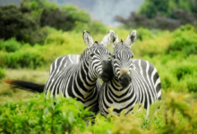 Cute:3ps8dlwzmwe= Zebra