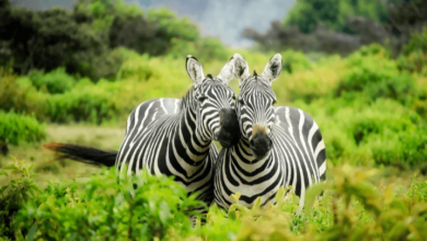 Cute:3ps8dlwzmwe= Zebra