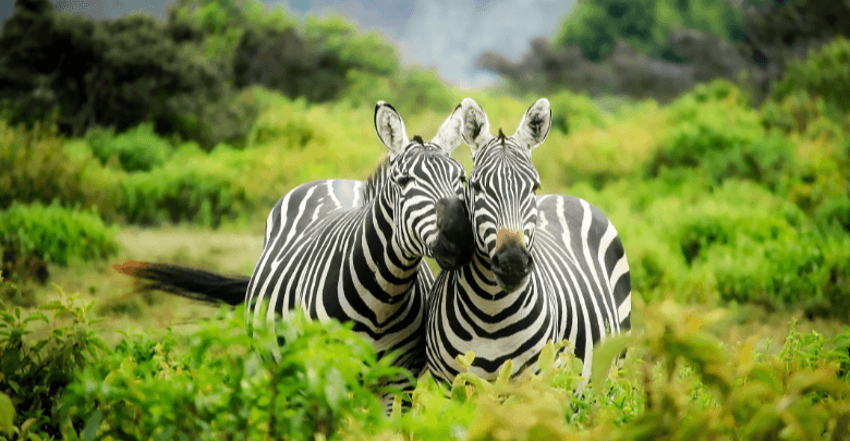 Cute:3ps8dlwzmwe= Zebra