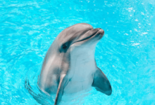 Cute:6ieo-Qnqukg= Dolphins