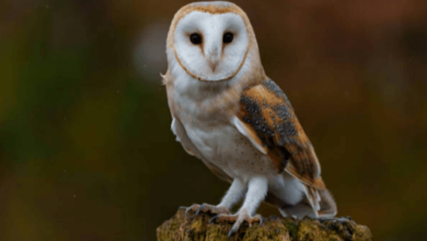 Cute:_Ymo8-Wa5is= Barn Owl