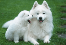 Cute:2npmkm0bd98= White Dogs