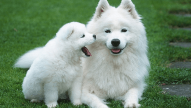 Cute:2npmkm0bd98= White Dogs