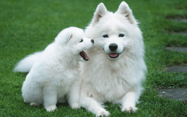 Cute:2npmkm0bd98= White Dogs