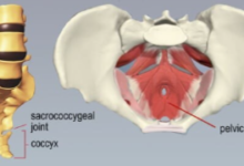 Female:-Mysaq7odmg= Coccyx