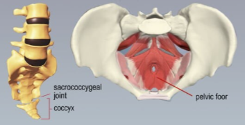 Female:-Mysaq7odmg= Coccyx