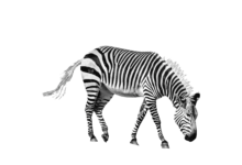 Transparent:49rcwtds2pg= Zebra