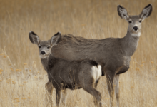 Deer: Predation or Starvation Answer Key