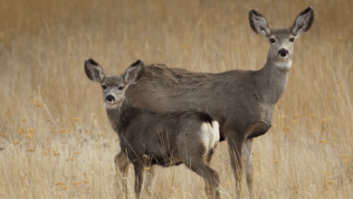 Deer: Predation or Starvation Answer Key