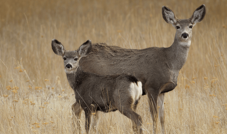 Deer: Predation or Starvation Answer Key