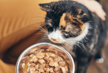 Cat Food :Global Pet Food Market by Region