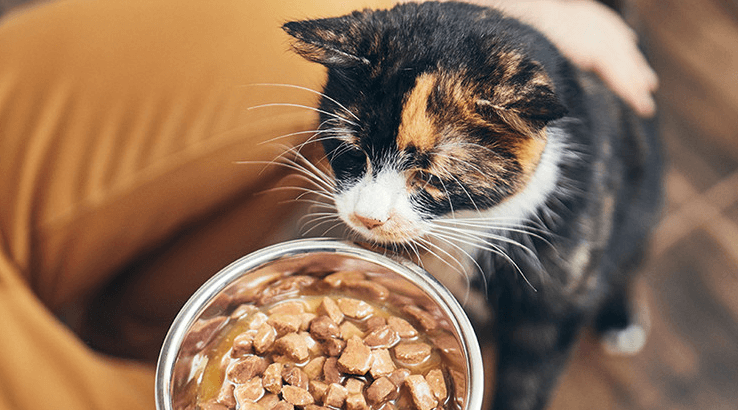 Cat Food :Global Pet Food Market by Region