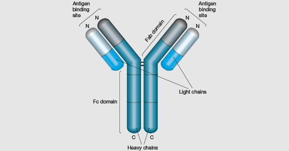 Simple:3kykrp0fuas= Antibody