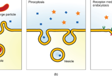 Type of Transport Where a Cell Takes in a Large Particle, Like Food