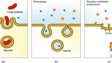 Type of Transport Where a Cell Takes in a Large Particle, Like Food