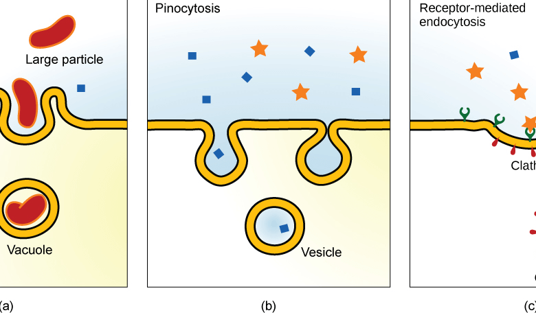 Type of Transport Where a Cell Takes in a Large Particle, Like Food