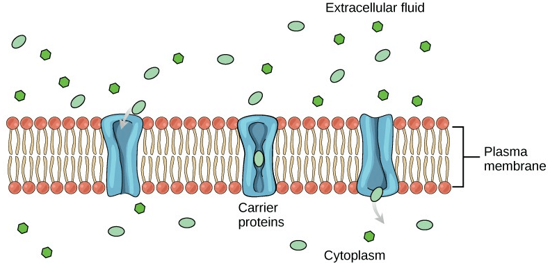 Type of Transport Where a Cell Takes in a Large Particle, Like Food