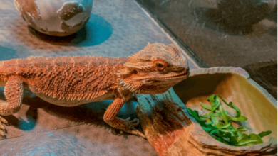 Baby:9s0-91su2ay= Cute Bearded Dragon