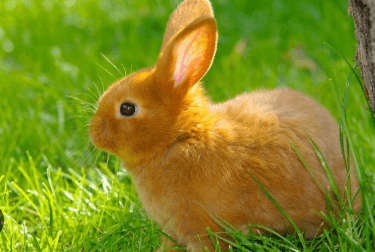 Baby:Clugzjkwabo= Cute:3lfx824waui= Bunny