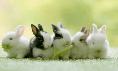 Baby:Clugzjkwabo= Cute:3lfx824waui= Bunny