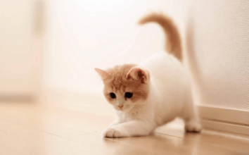 Cute:0mfcr5ogtsk= Kawaii Cat