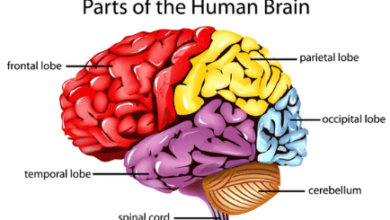 Concept Map: Brain Regions