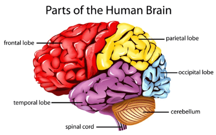 Concept Map: Brain Regions