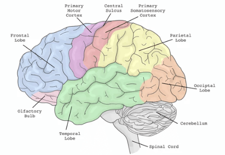 Concept Map: Brain Regions