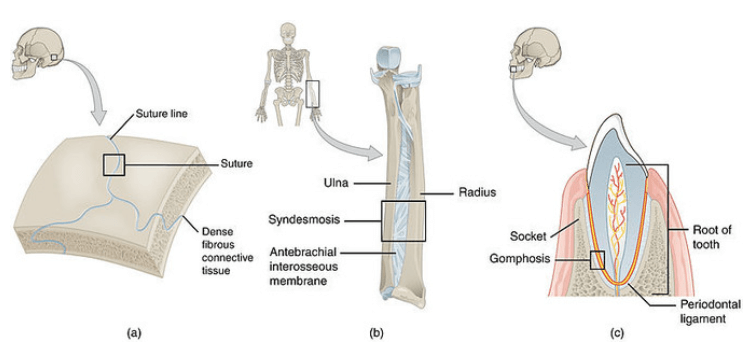 Concept Map: Classification of Joints