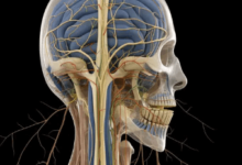 Concept Map: Cranial Nerves