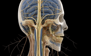 Concept Map: Cranial Nerves