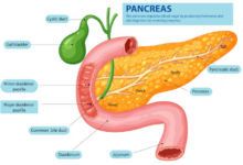 oncept Map: Digestive Enzymes