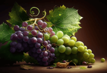 Clipart:9ii2kurovgo= Grapes