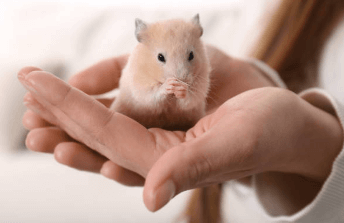 Baby:68txsen_Yyk= Hamsters