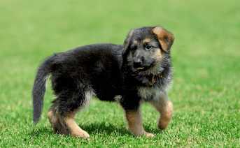 Baby:70nfzafpvu8= German Shepherd