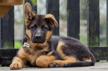 Baby:70nfzafpvu8= German Shepherd